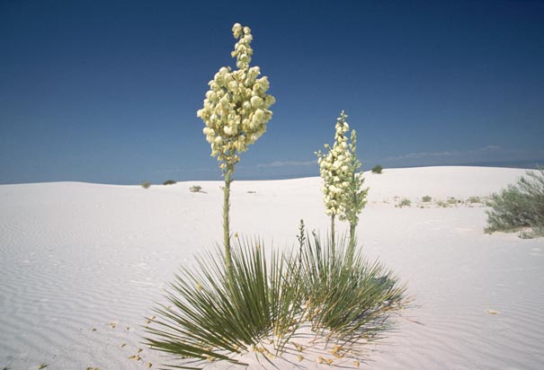 New Mexico's State Flower- Yucca Flower