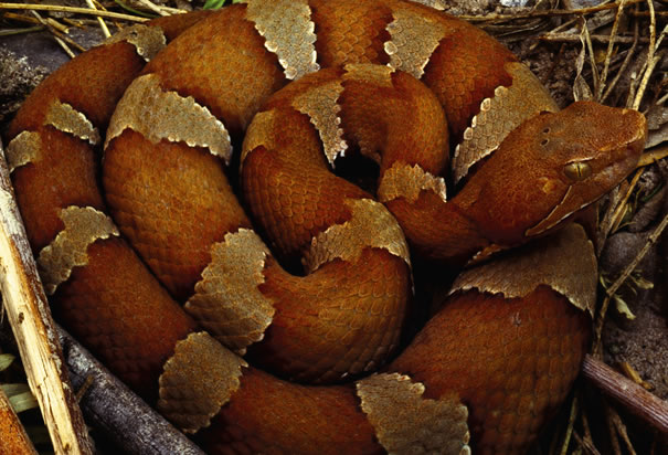 Copperhead Snake Pictures. Texas Copperhead Snake