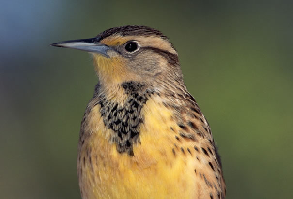The Western Meadowlark (Sturnella Neglecta) was adopted as the State Bird on 