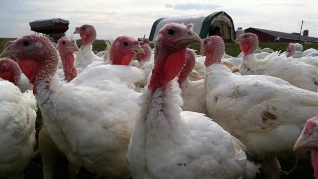 Thanksgiving Facts - Thanksgiving - HISTORY.com