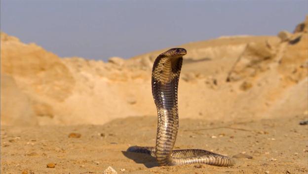 Coroner's Report: Cleopatra