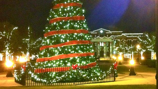 The Life of a Christmas Tree