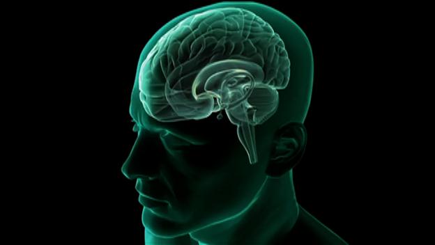 Primal Fear: Fear and the Brain