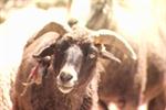IRT Deadliest Roads: I've Never Hauled Livestock Before