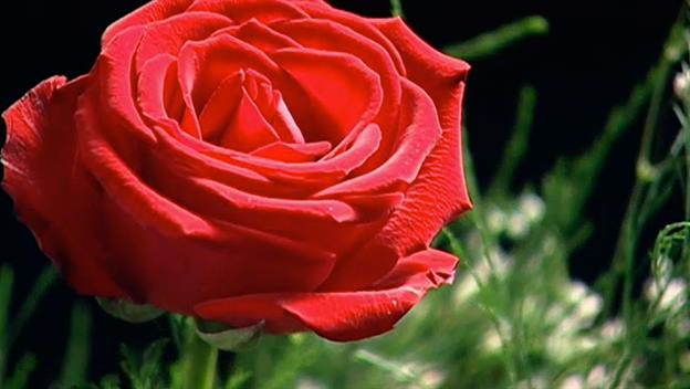 Valentine's Day - Facts, Origin, Meaning & Videos ...