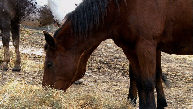 Taming the Horse